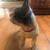 Hubley Boston Terriers cast iron circa 1920 Lancaster PA 7 thumbnail