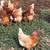 Laying Hens -- SALE PENDING 1 thumbnail