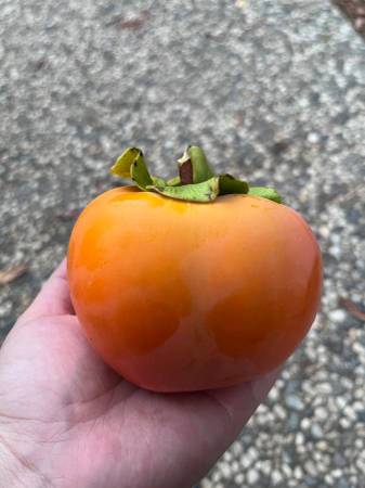 Persimmons 1