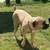 Cane corso - $1,500 OR BEST OFFER (for sale) 12 thumbnail