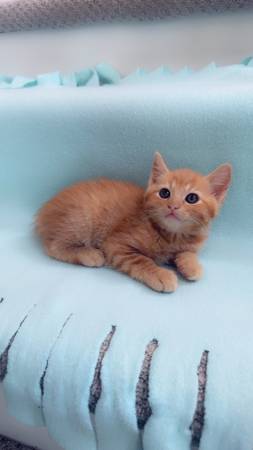 Kittens available (Vancouver)63842373751809123