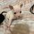 Chihuahuas 3 thumbnail