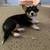 corgi 2 thumbnail