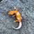 ** LEOPARD GECKOS ** 5 thumbnail