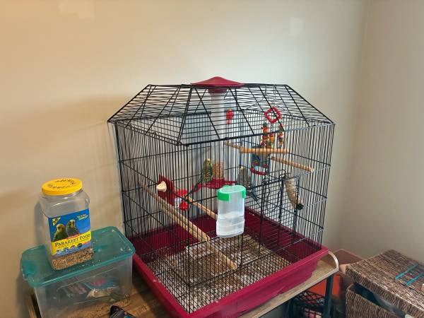 Rehoming two parakeets with cage ($125) 1