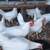 Leghorn Laying Hens 1 thumbnail