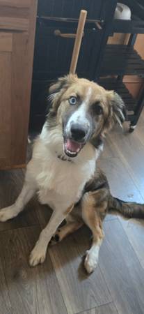 Aussie/Collie Mix 8months old 1