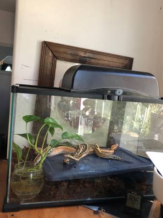 Serpiente Blood Python mascotas reptiles (Los Ángeles)63893601271299124