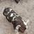 Purebred Kunekune piglets 1 thumbnail
