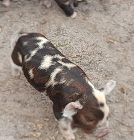 Purebred Kunekune piglets 1