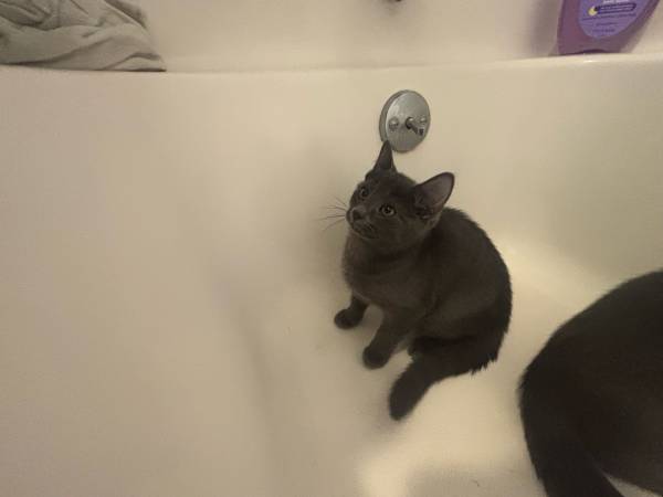 gatitos (Cedar Rapids)472682971613767680