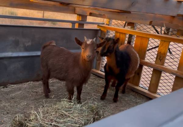 GOATS ON TOUR - Mobile Grazing Service 1