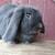 Holland Lop bunny 2 thumbnail