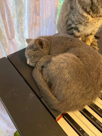 Kittens wanting forever home (Centralia wa)64032524993026120
