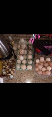 Fertilized eggs for sale 1