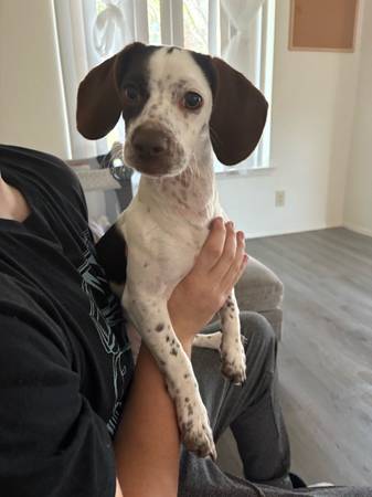 Beagle Mix (Killeen)63839345101315120