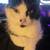 Missing cat 1 thumbnail