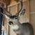 Mule Deer Mount. 4 x 4 1 thumbnail