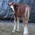 Registered Belgian Weanling Filly!!! 8 thumbnail