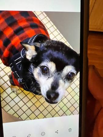 Lost Pet- La Riviera & Glenville 1