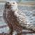 Vintage Knowles "The Snowy Owl" by Jim Beaudoin Collector's Plate 2 thumbnail