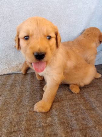 Cachorros Golden Retriever (Gilbert)64007247874050122