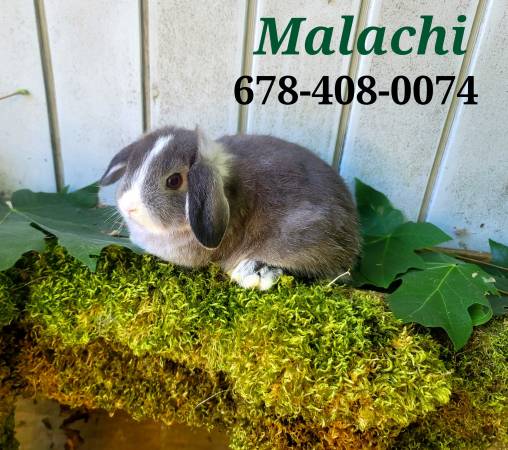 Dwarf mini bunnies Holland Lops and Lionheads (Yelm, WA)63684398608515121