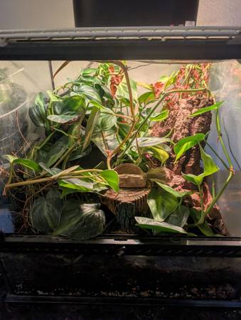 Anole & Enclosure FREE 1