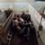 Feeder pigs 2 thumbnail