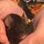 Pet mice 1 thumbnail
