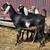 ADGA Purebred Nubian Bucks 1 thumbnail