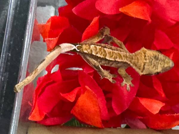 Crested and gargoyle babies 1