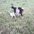 Farm Animals 24 thumbnail