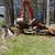 Brush and land clearing 2 thumbnail