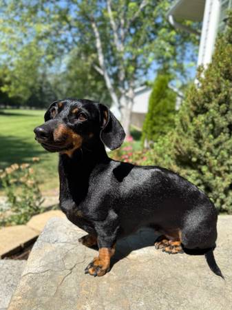 Miniature dachshund (Rigby)533018050980761601