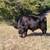 Micro Miniature Bull Calf 5 thumbnail