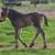Quarter Horse Cross Filly 6 thumbnail