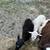 Rams 3 thumbnail
