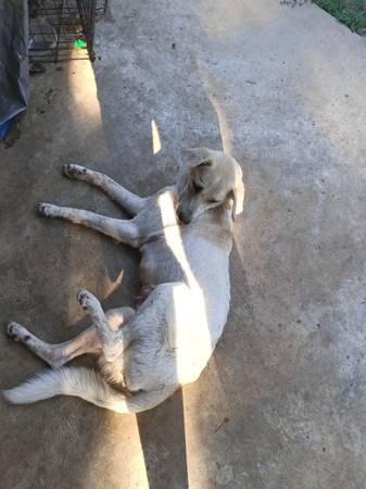 Dogs 1