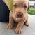 Ready to Go Home AKC Fox Red & Yellow Labrador Retrievers 2 thumbnail