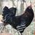 Easter Egger Ameraucana Rooster 🐓 Rhode Island Red Roosters 🐓 Cockerels Am 1 thumbnail