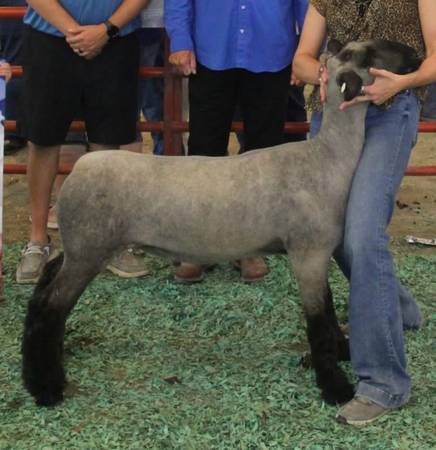 Lamb 1