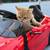 purebred British Shorthair kitten - Available 3 thumbnail