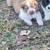 Texas Heeler 3 thumbnail