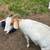 Goats 2 thumbnail
