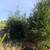 White Pine Trees Balled and Burlapped 9 thumbnail