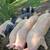 Feeder Pigs Hogs 1 thumbnail