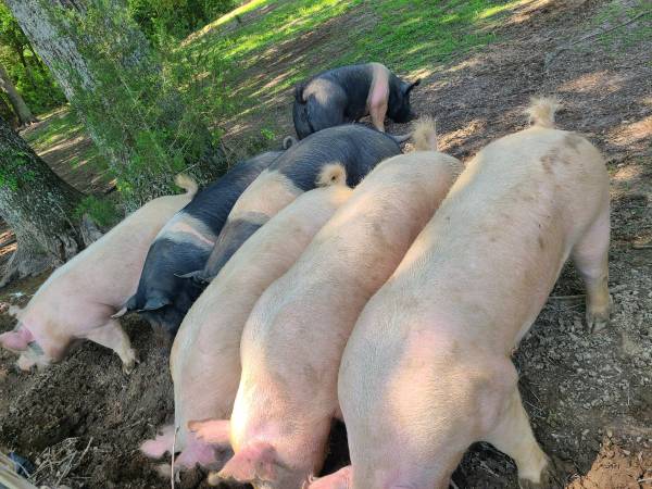 Feeder Pigs Hogs 1