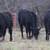 63 Fancy BLK and BWF Heifers 13 thumbnail