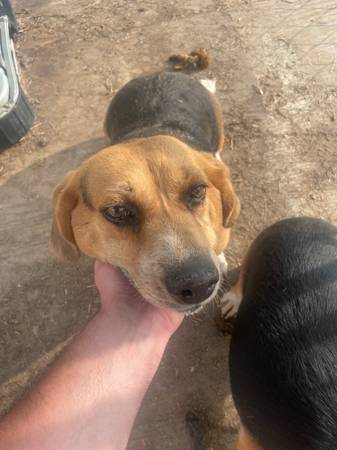 Free beagles, 2 females (Tullahoma)64151734601987120